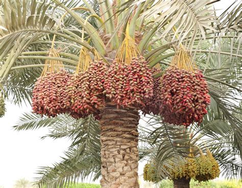 dates palm tree philippines|Growing Date Palms .